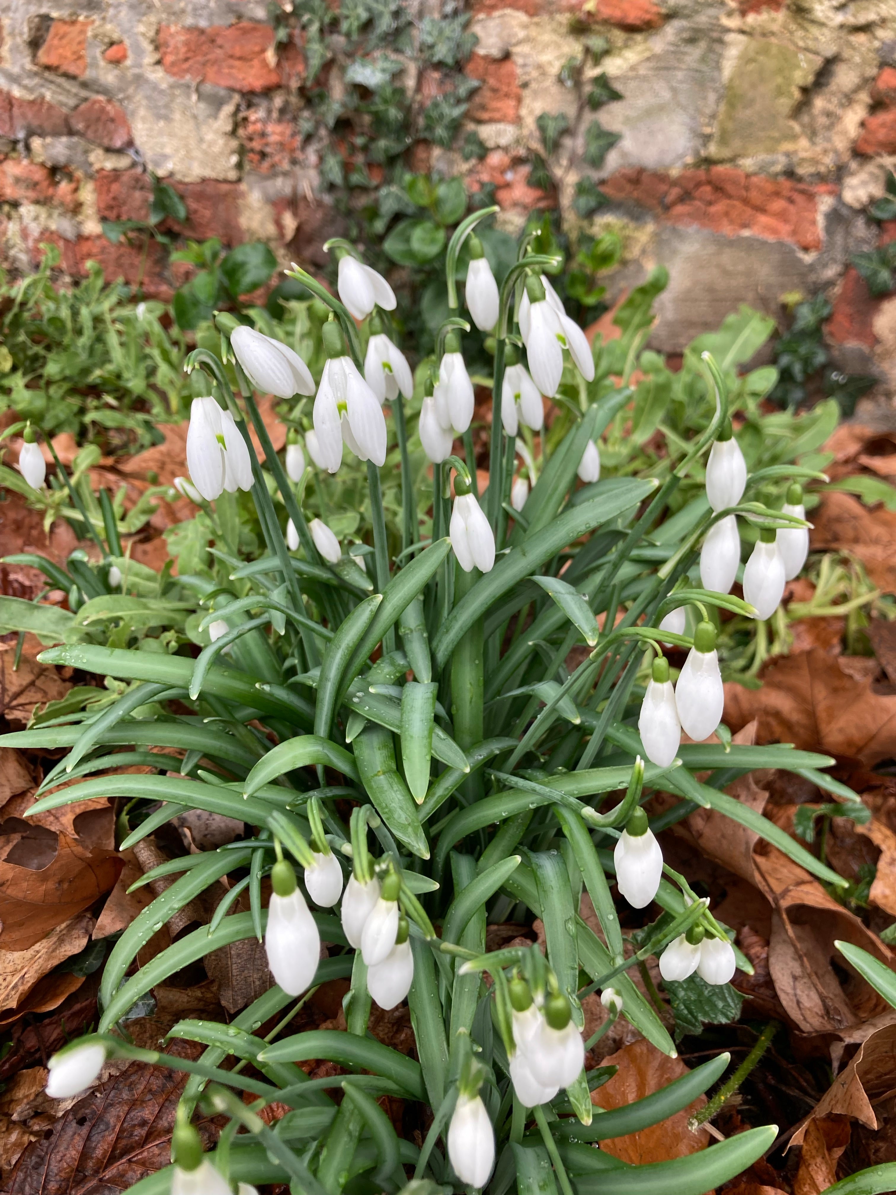 Snowdrop Bulbs - Galanthus ikariae (Nursery Cultivated) Free UK Postage