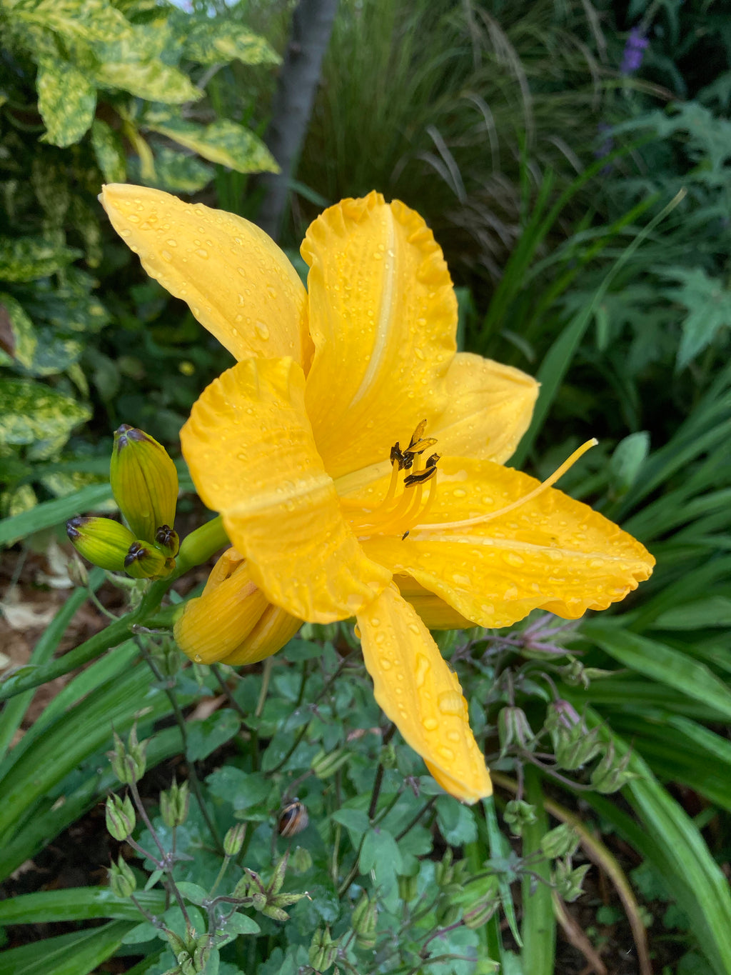 Hemerocallis 'Stella de Oro' or Daylily (12 cm Dia Pots) Free UK Postage