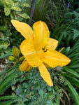 Hemerocallis 'Stella de Oro' or Daylily (12 cm Dia Pots) Free UK Postage