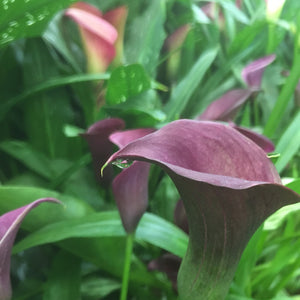 Attractive Purple Calla Lilles (Zantedeschia) Free UK Postage