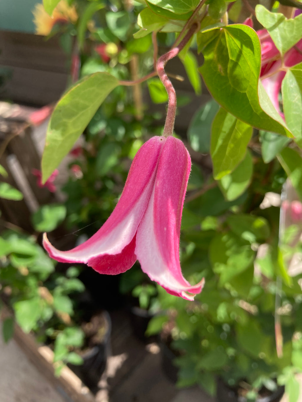 Clematis 'Princess Diana' 5cm Transplant or 'Plug Plant' (Free UK Postage)