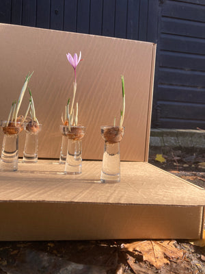 Crocus Vase to Grow Your Own Crocus Indoors (Free UK Postage)