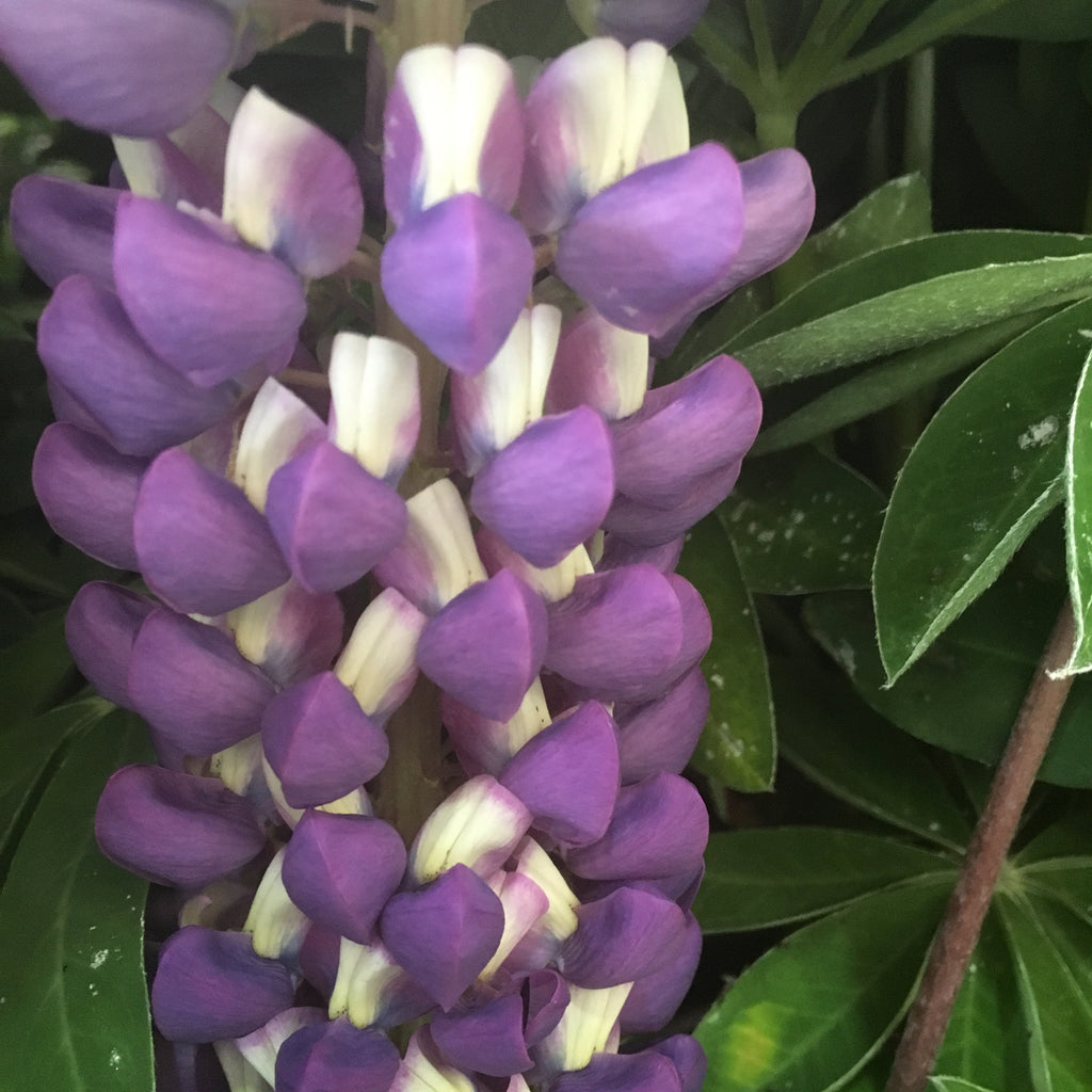 Three Lupins in Mixed Colours (Roots to Plant Yourself) Free UK Postage