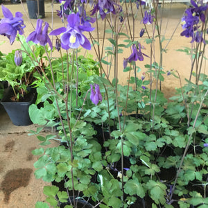 Aquilegia Plant in a 1 Litre Pot (Free UK Shipping)