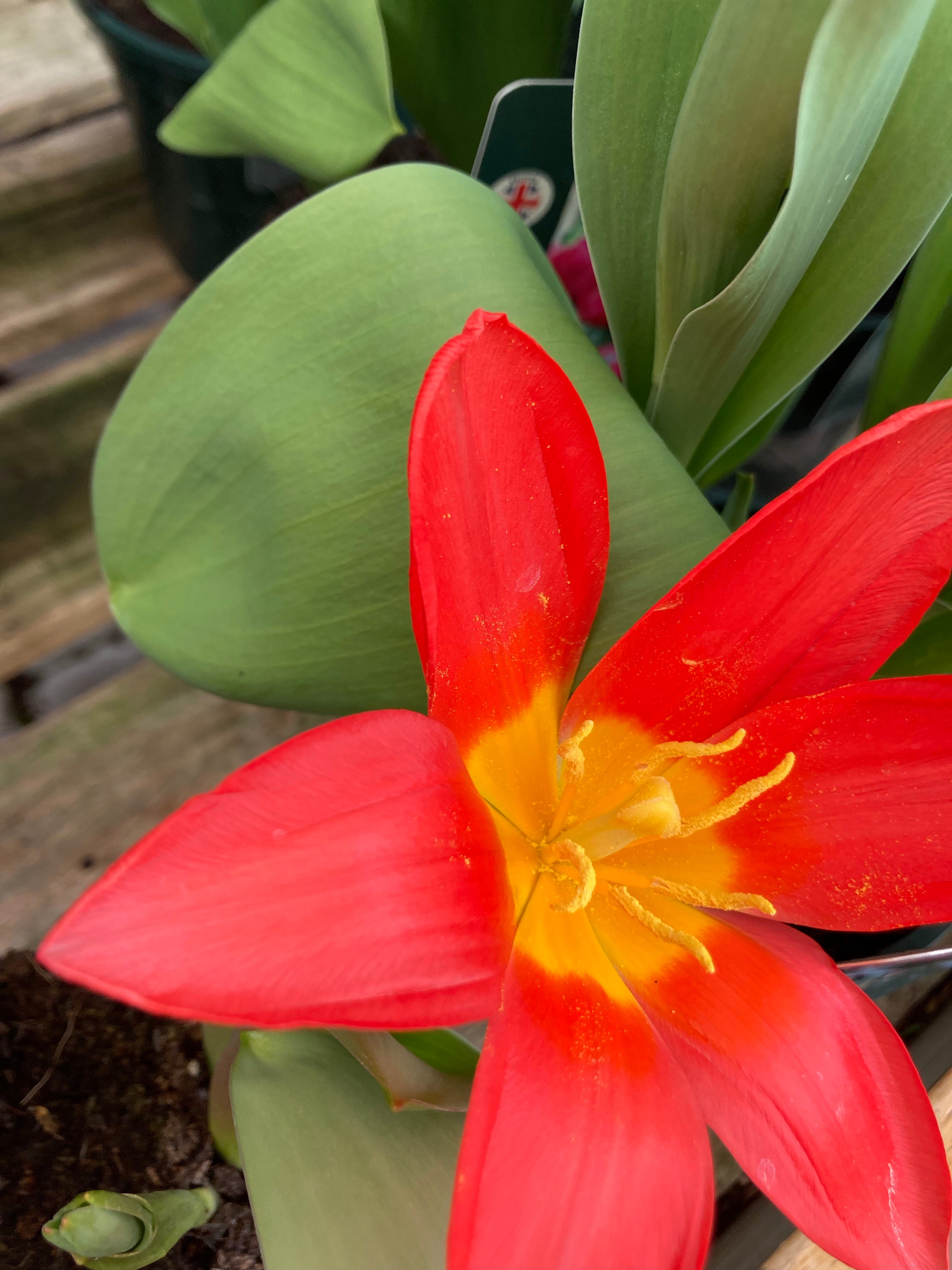 20 x Tulip 'Scarlet Baby' bulbs (Free UK Postage)