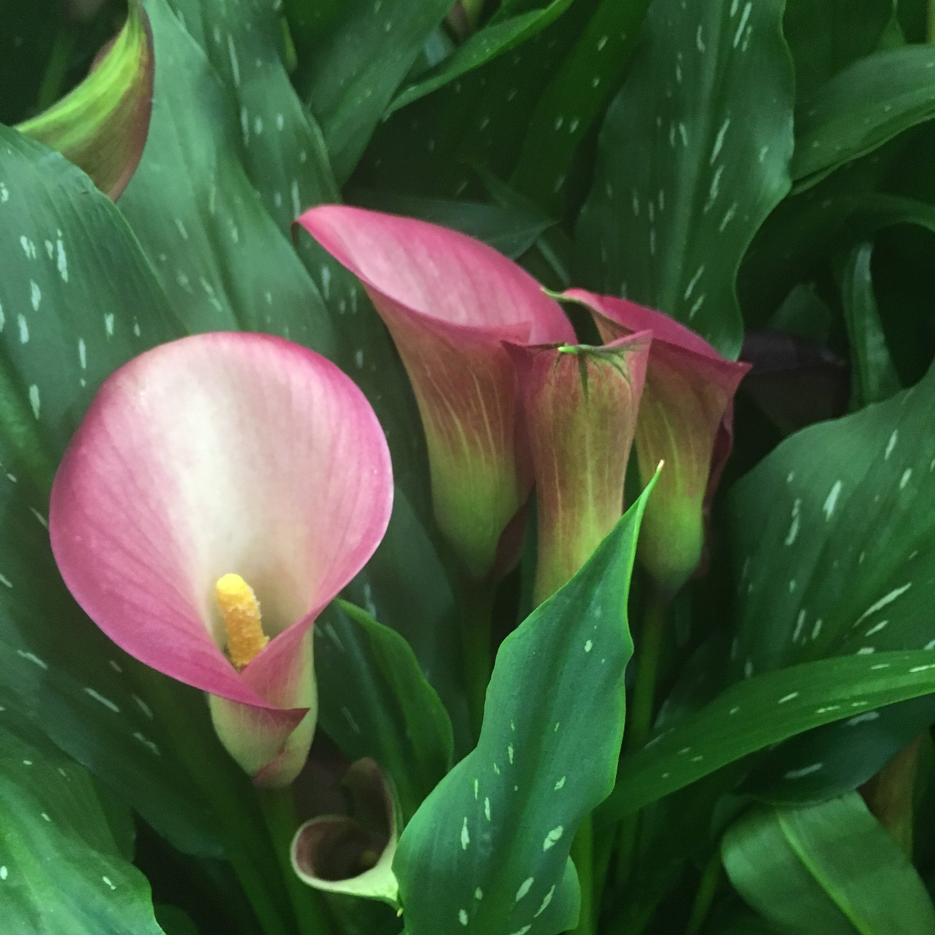 Three Beautiful Pink Calla Lillies (Zantedeschia) Free UK Postage