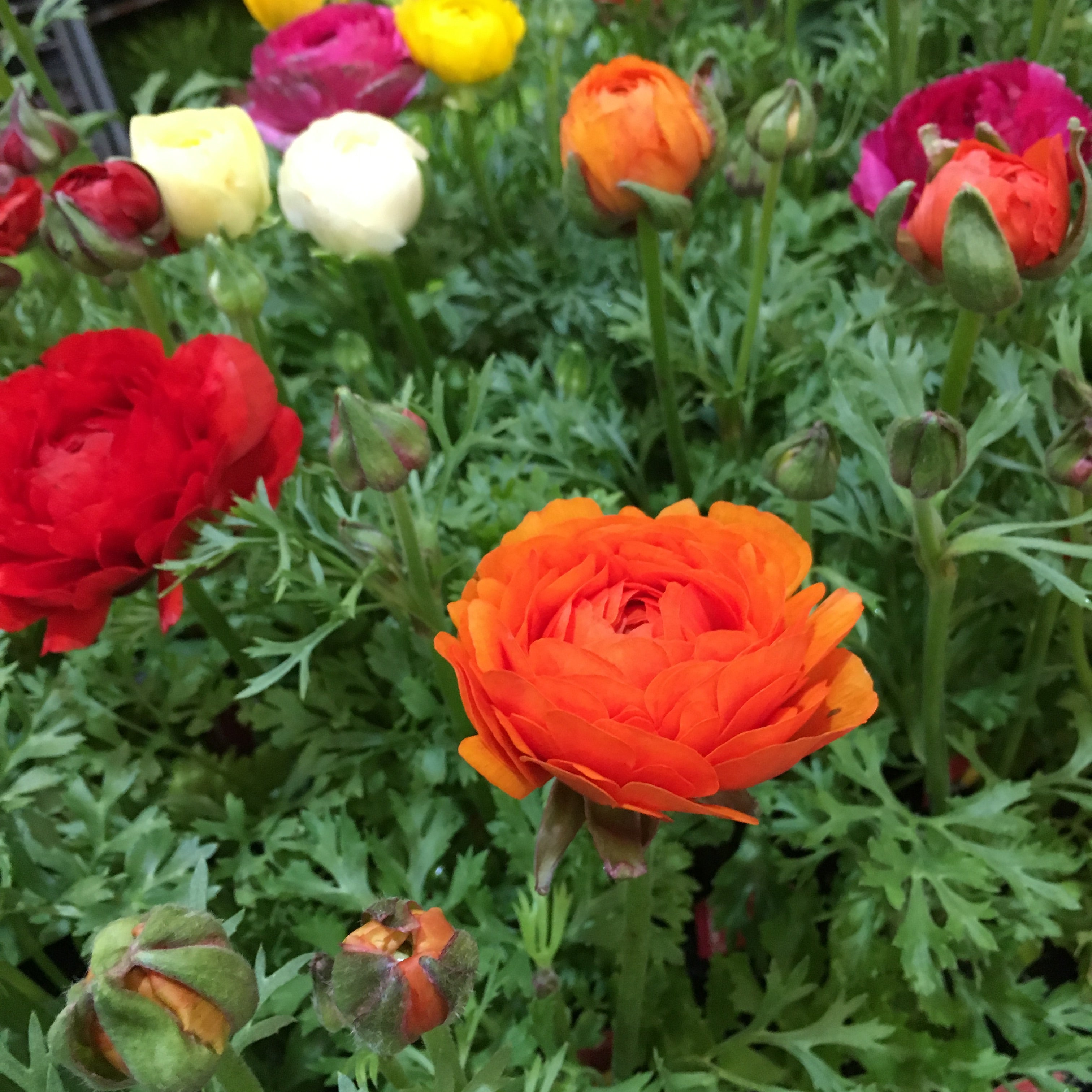 15 Ranunculus Corms - Yellow - Free UK Postage