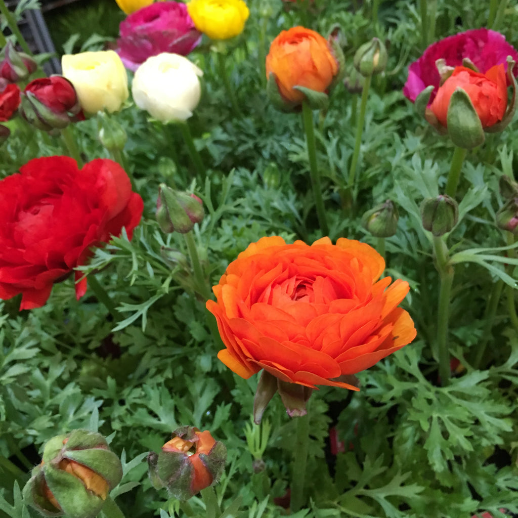 15 Ranunculus Corms - Yellow - Free UK Postage