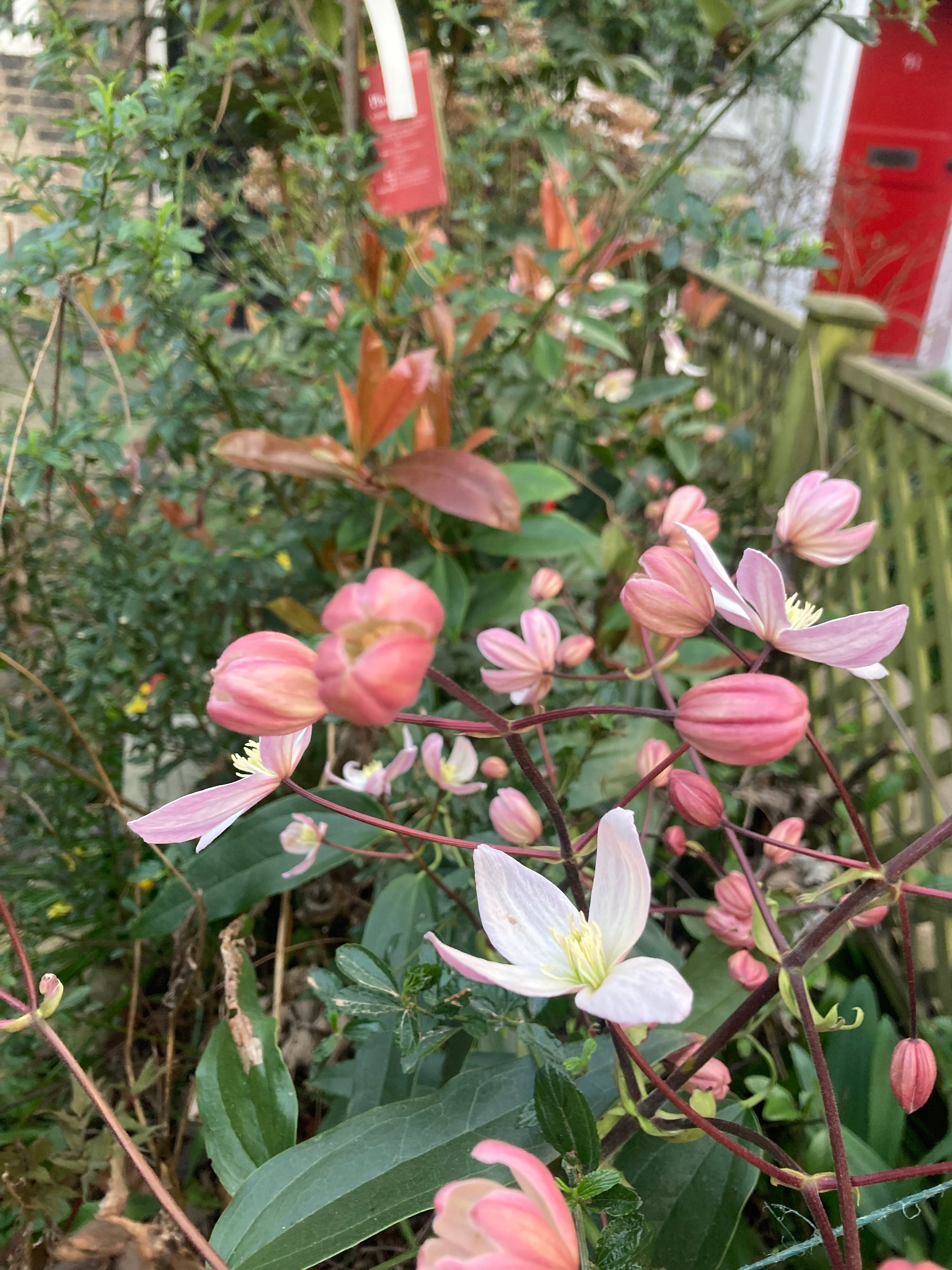 Evergreen Winter-flowering Clematis armandii ‘Apple Blossom’ - 2 Litre Pot (Free UK Postage)