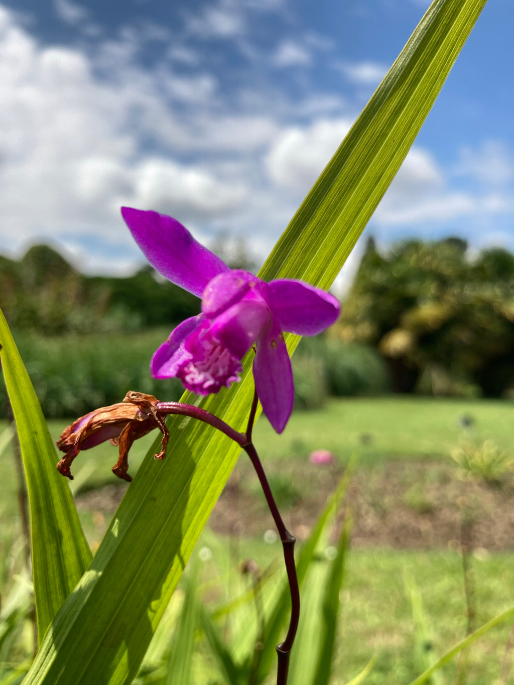 2 x Bletilla striata or Hyacinth Orchid (Bulbs) Free UK Postage