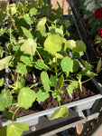 Pack of Six Nasturtium (Young Plants) Free UK Postage