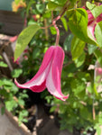 Three Clematis 'Princess Diana' 5cm transplant or 'Plug Plant' (Free UK Postage)