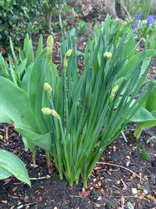 Dwarf Daffodil 'Kokopelli' Bulbs (Narcissus) Free UK Postage