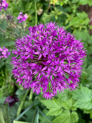 Five Ornamental Allium 'Purple Sensation' Bulbs (Free UK Postage)