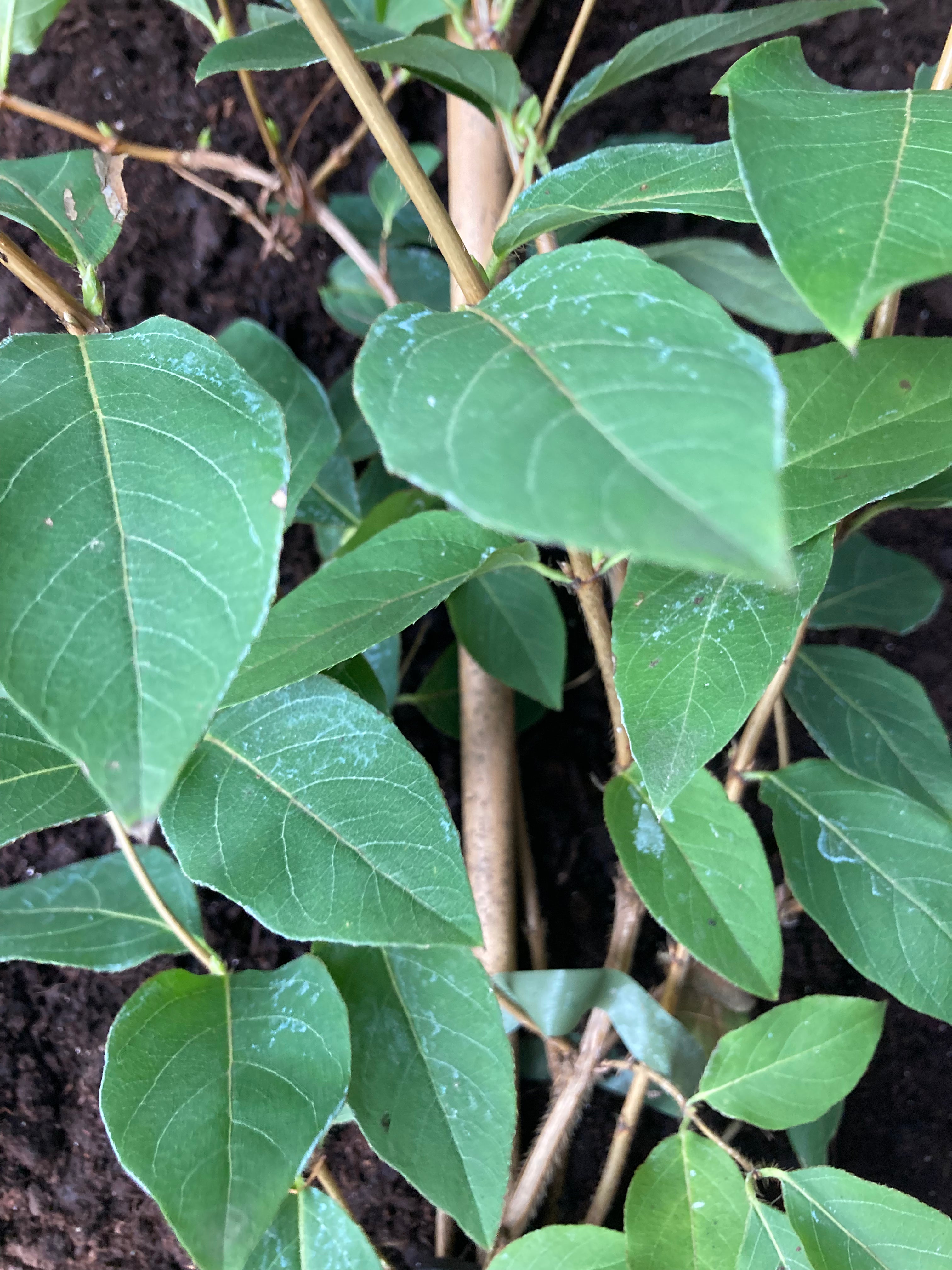 Winter Flowering Honeysuckle Plant - Lonicera 'Fragantissima' 2 litre Pot (Free UK Postage)