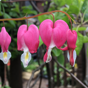 Pink Bleeding Heart Plant (Dicentra spectablis) (Budding Sections of Roots) Free UK Postage
