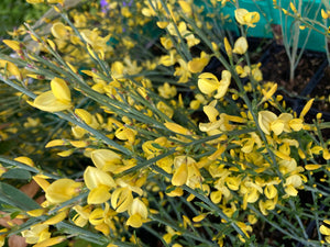Cytisus 'All Gold' Plants in a 9 cm Pot (Free UK Post)
