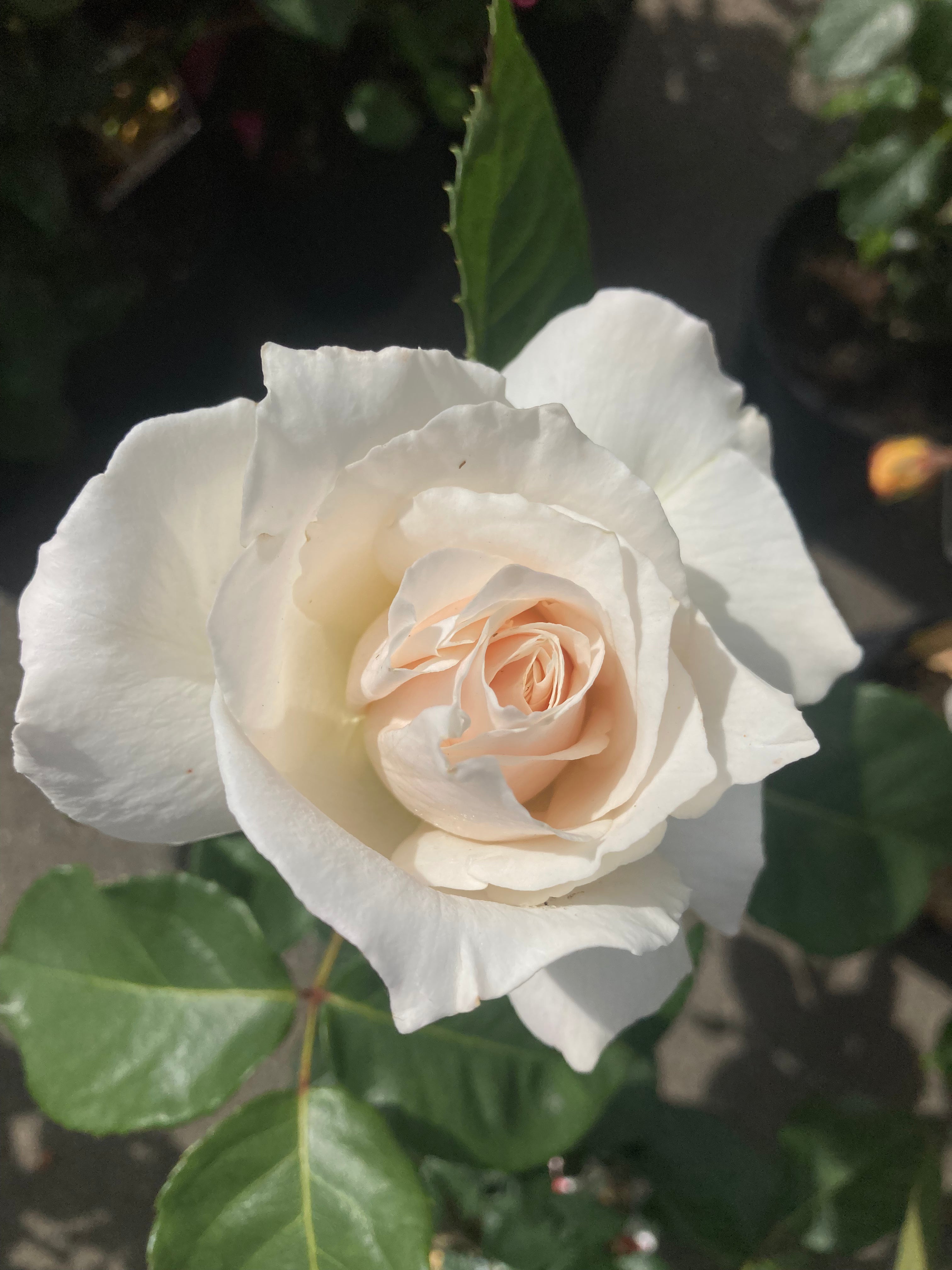 White 'Pascali' Hybrid T Rose (Root Wrapped) Free UK Postage