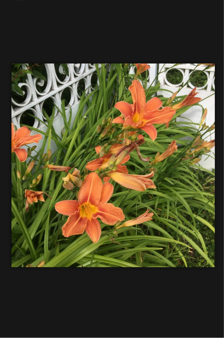 Mixed Colour Daylily or Hemerocallis (Budding Roots to Plant Yourself) Free UK Postage