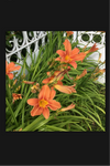 Mixed Colour Daylily or Hemerocallis (Budding Roots to Plant Yourself) Free UK Postage