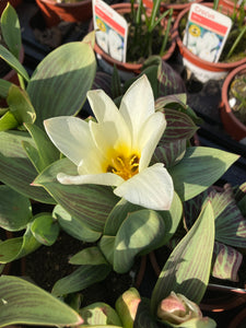 Mixed Tulip Bulbs Greigii Type - Ready to Plant (Free UK Postage)