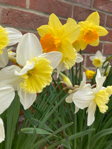 Daffodil Bulbs (Mixed Varieties) Free UK Postage