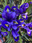 Dwarf Iris Blue Bulbs (Iris reticulata) Free Postage UK