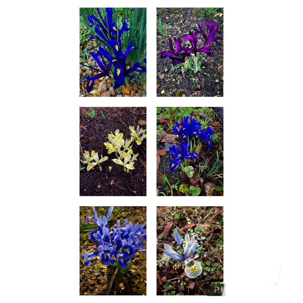 Dwarf Iris or Iris reticulata Bulbs Mixed Colours (Free Postage UK)