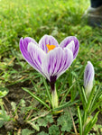 Purple and White Crocus 'Pickwick' Bulbs (Free UK Postage)