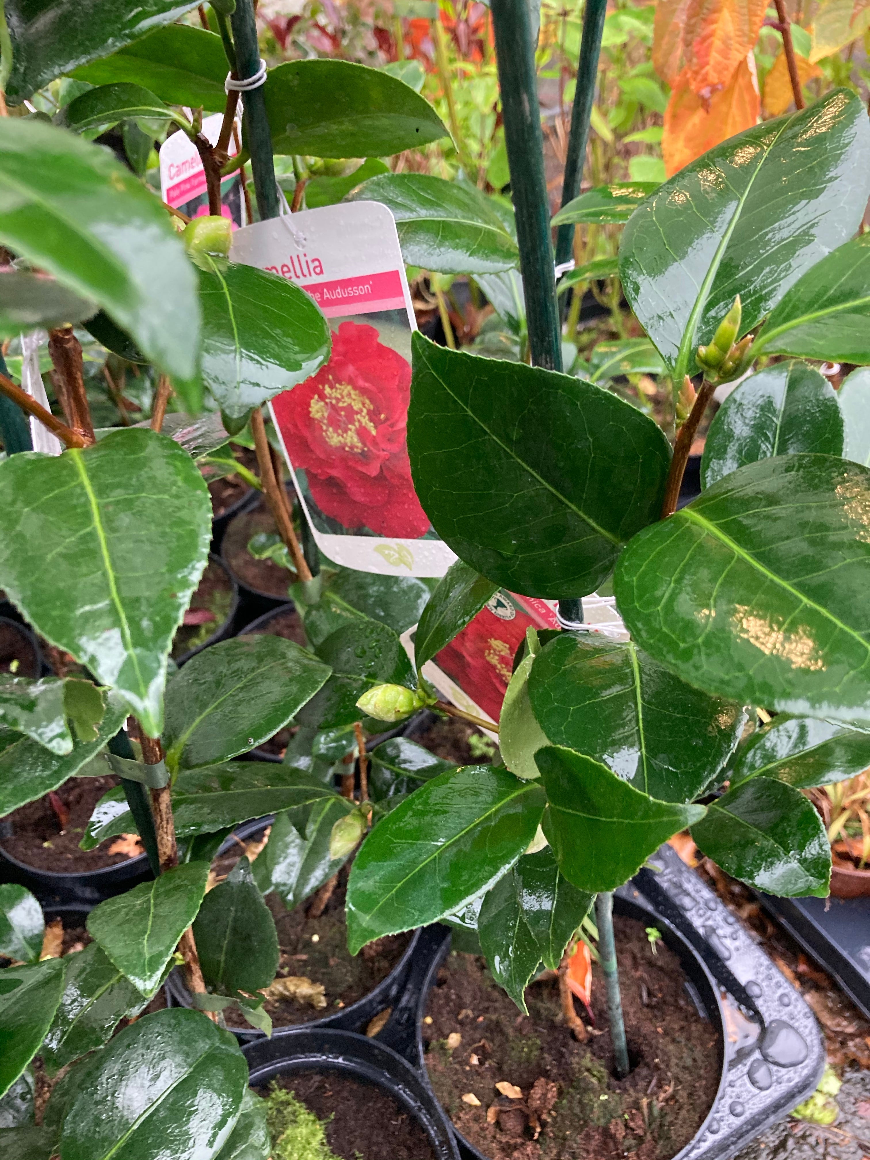 Red Camellia Shrub (60 cm Height) Free UK Postage