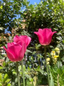 Pink Tulip Bulbs Carola Variety (Free UK Postage)