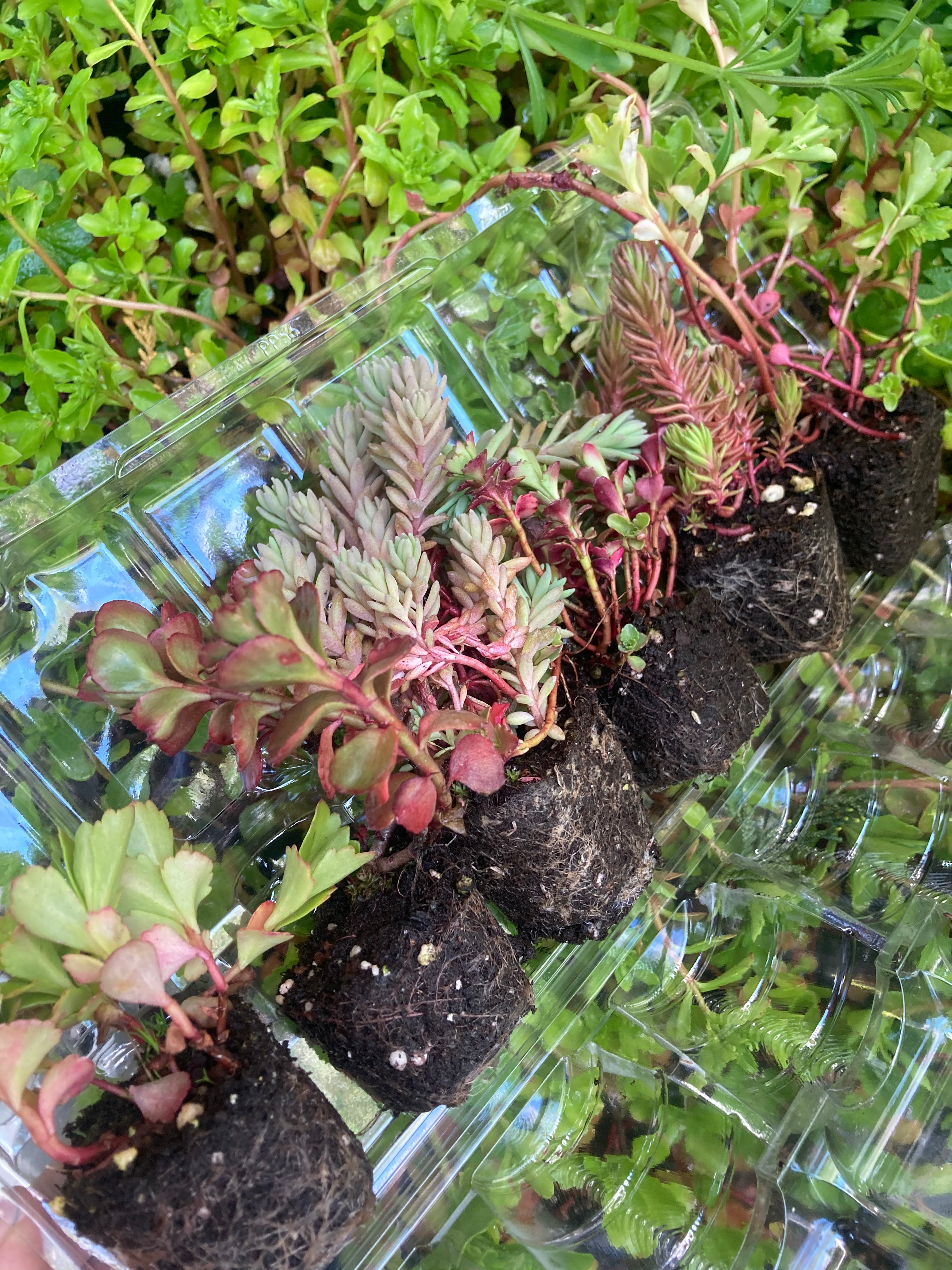 Mixed Alpines (Established Plants in 9cm dia Pots) Free UK Postage