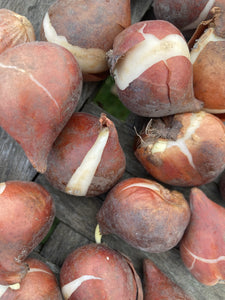 Tulip 'Mystic Van Eijk' Bulbs (Free UK Postage)