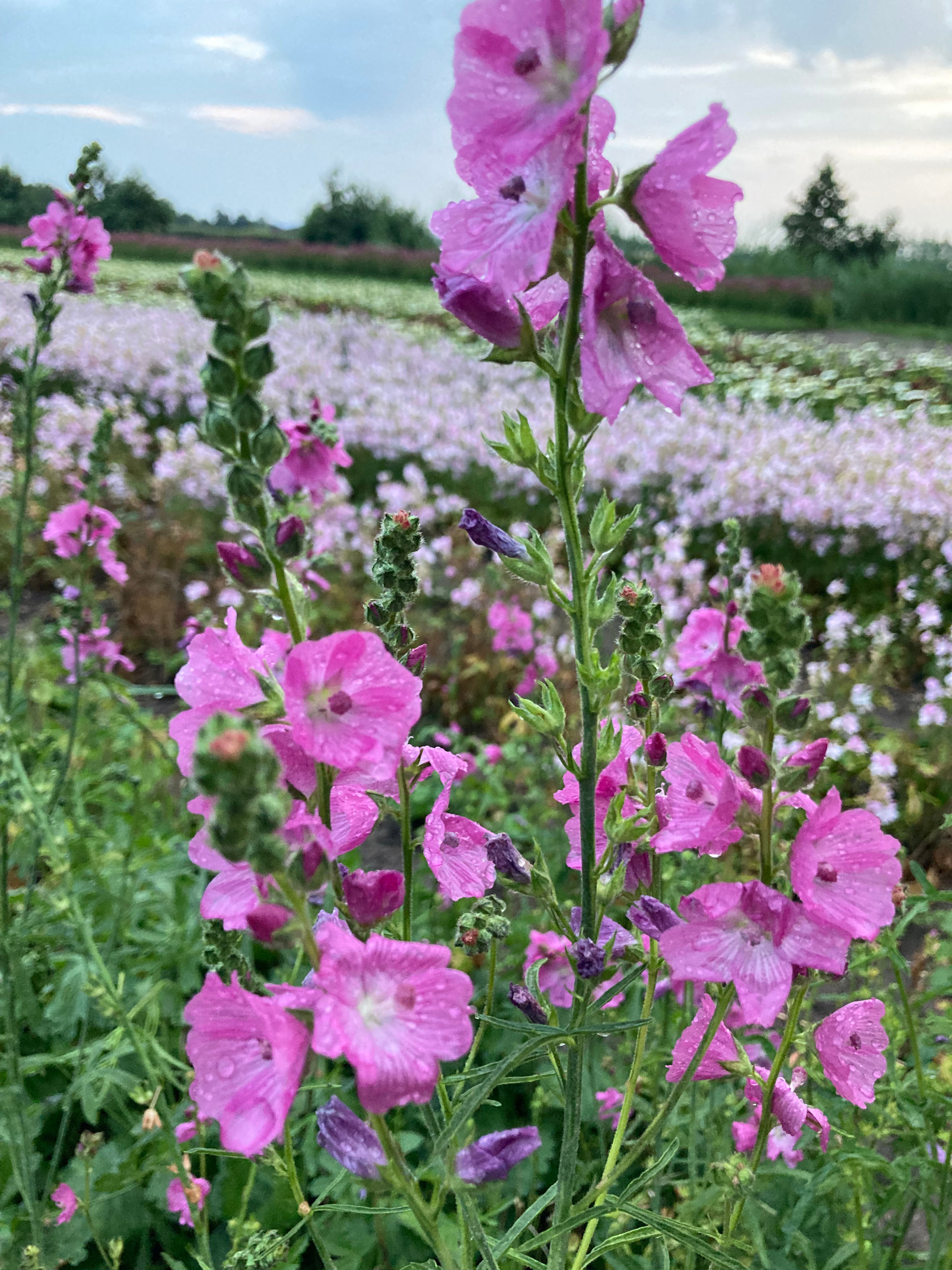 2 x Pink Prairie Mallow 'Party Girl' (Roots) (Free UK postage)