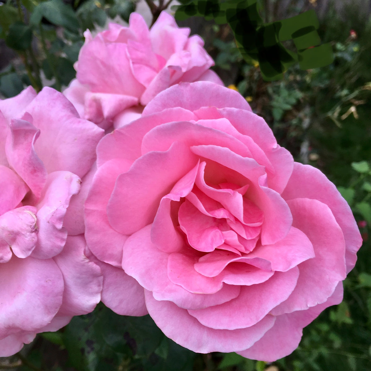 2 x 'Pink Favourite' Hybrid T Roses (Root Wrapped) Free UK Postage