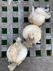 Six Stunning Allium christophii bulbs (Star of Persia) (Free UK Postage)