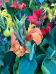 Mixed Canna Lily Plants (Dwarf Variety) Green Leaves (12 cm Pots) Free UK Postage