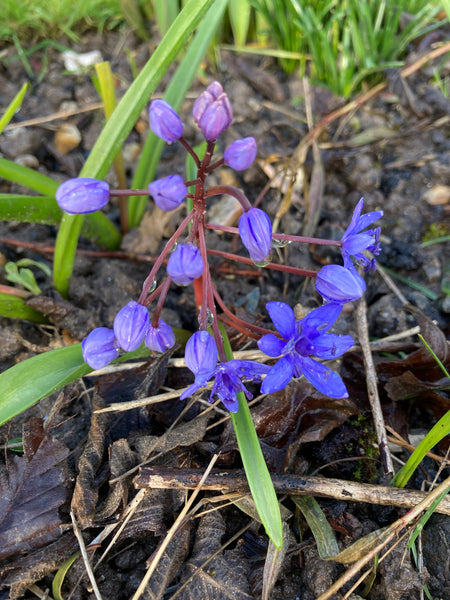 20 Scilla biflolia or Alpine Squill (Bulbs) Free UK Postage