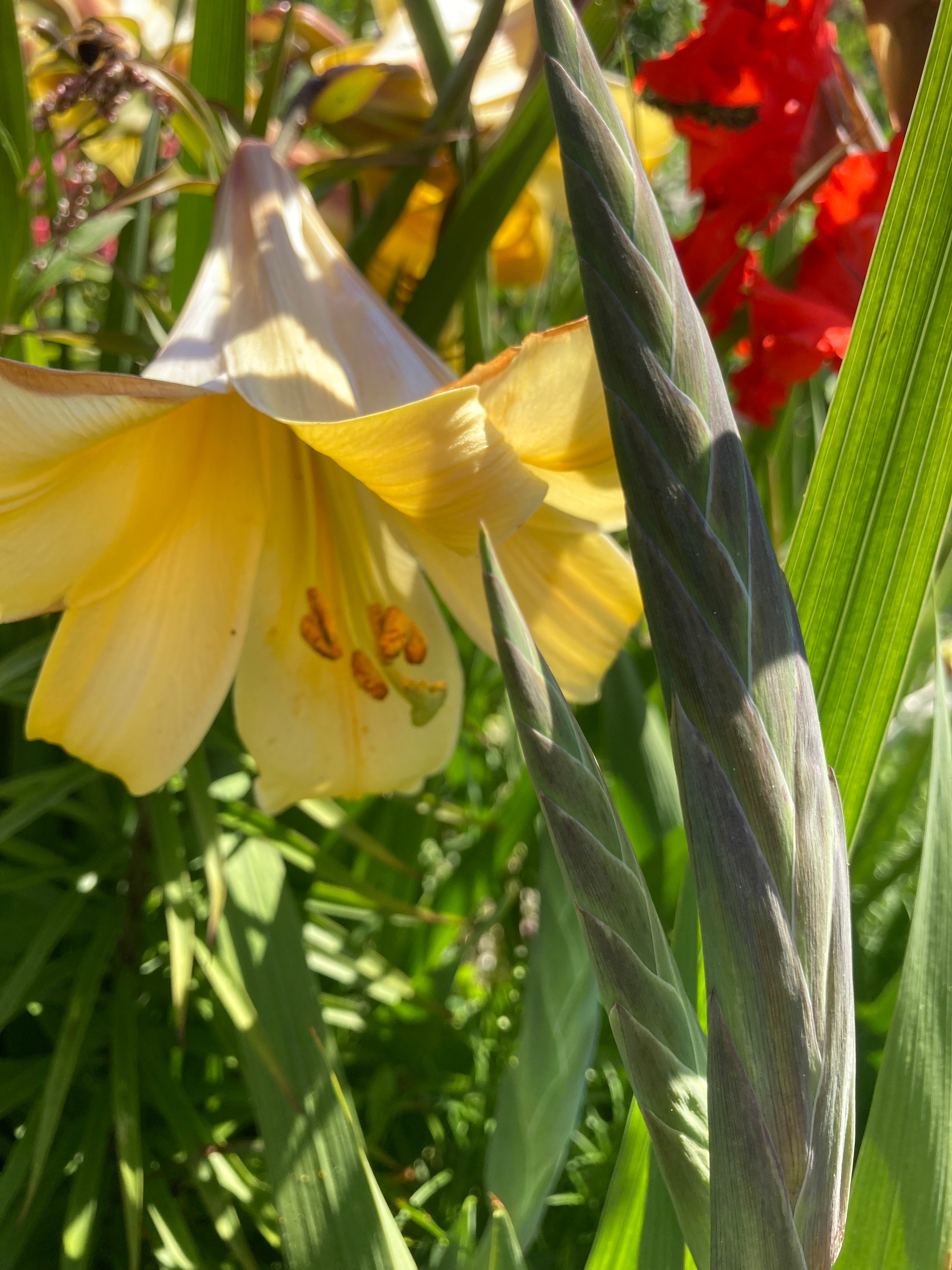 Trumpet Lily 'Golden Splendour’ (Bulbs) Free UK postage