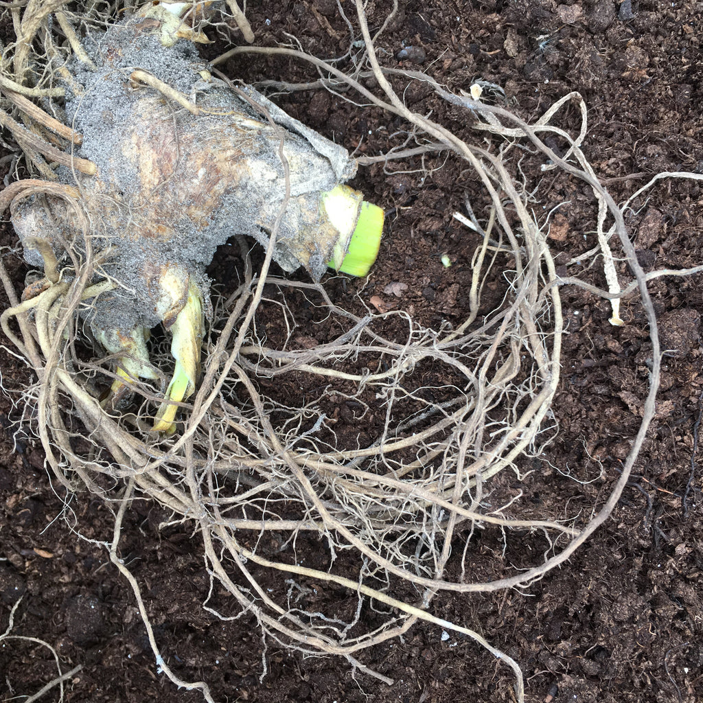 Three Bearded Iris Rhizomes (Mixed Colours) Free UK Postage