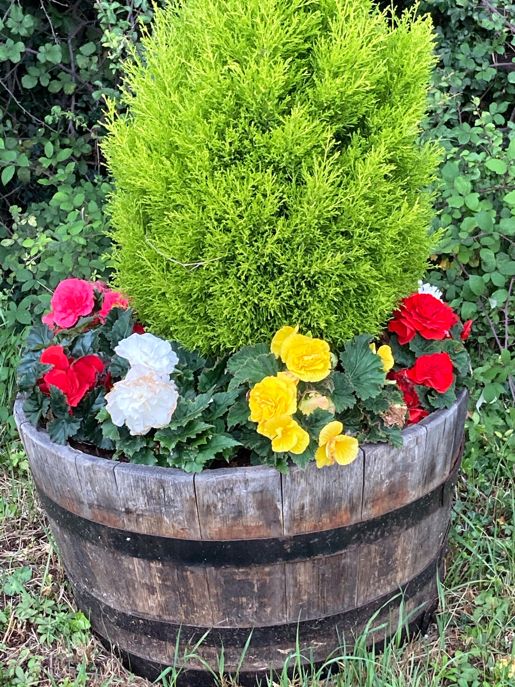Three Mixed Colour Begonias (Tubers To Plant Yourself) Free UK postage