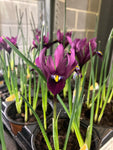 Dwarf Iris or Iris reticulata Bulbs 'J.S.Dijt' (Free Postage UK)