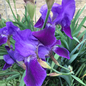 Attractive Blue Iris (Bearded Iris) Rhizomes For Sale to Plant Yourself (Free UK Postage)