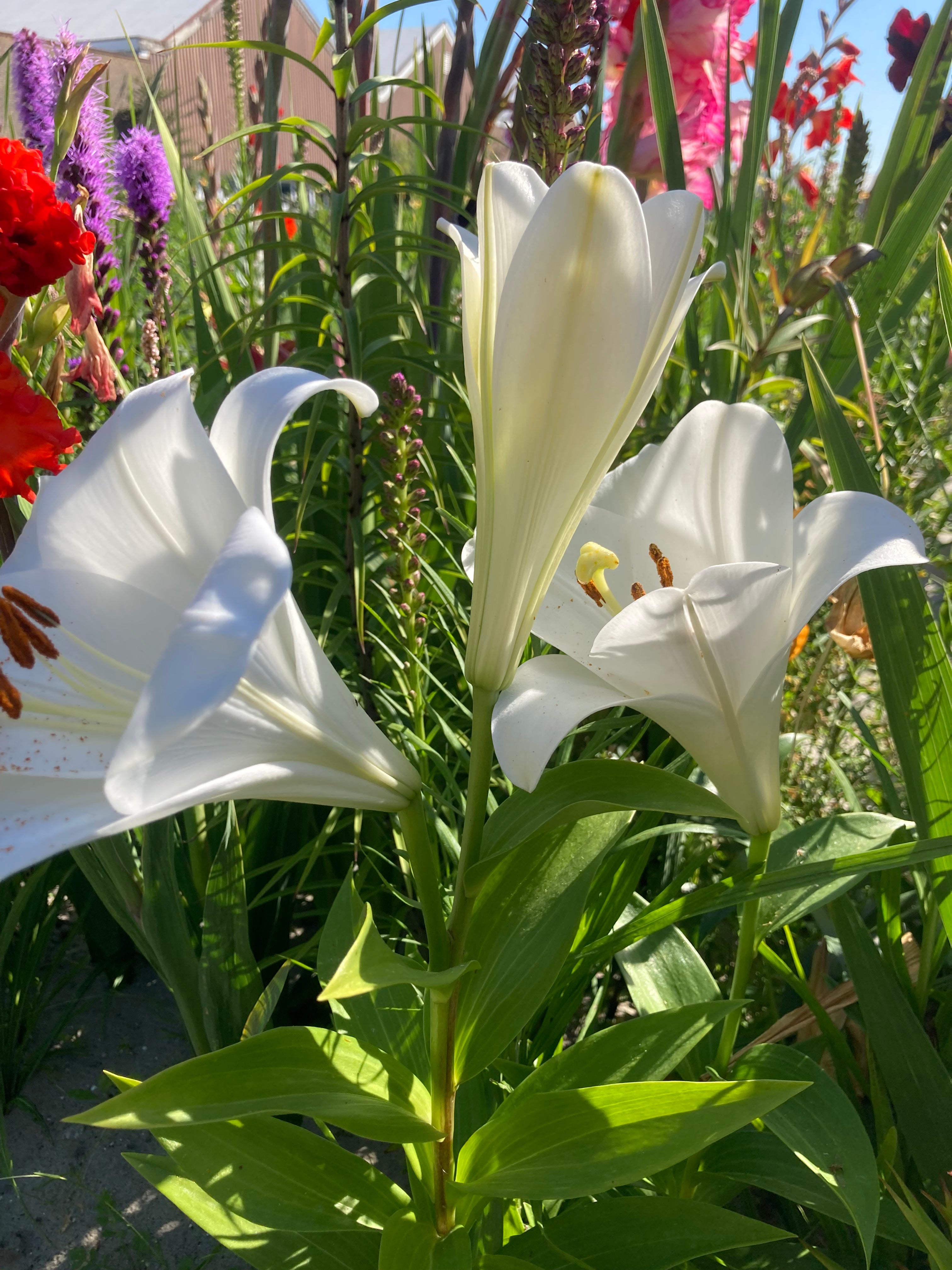 Trumpet Lilies - White (Bulbs) Free UK postage