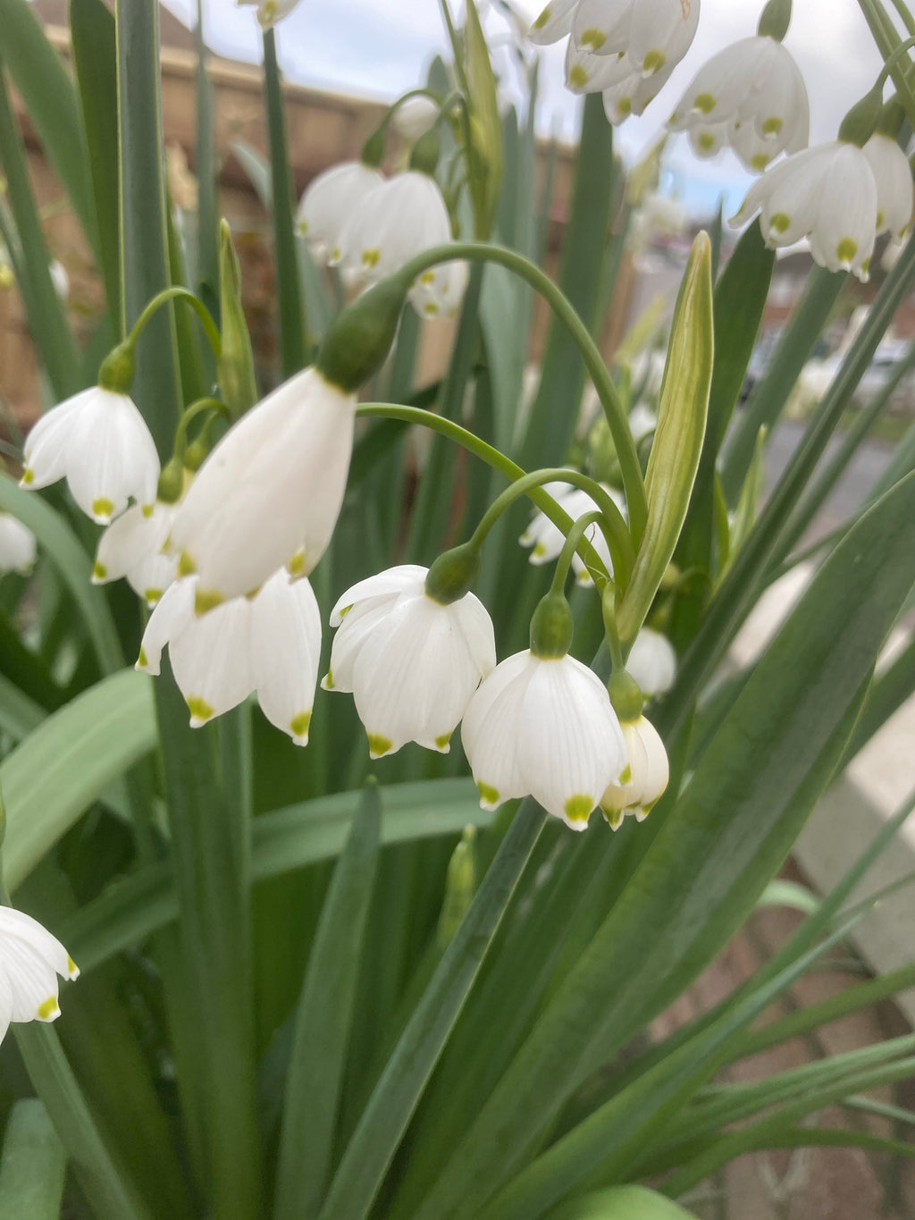 Ten Summer Snowflake (Leucojum Aestivum) Bulbs (Free UK Postage)