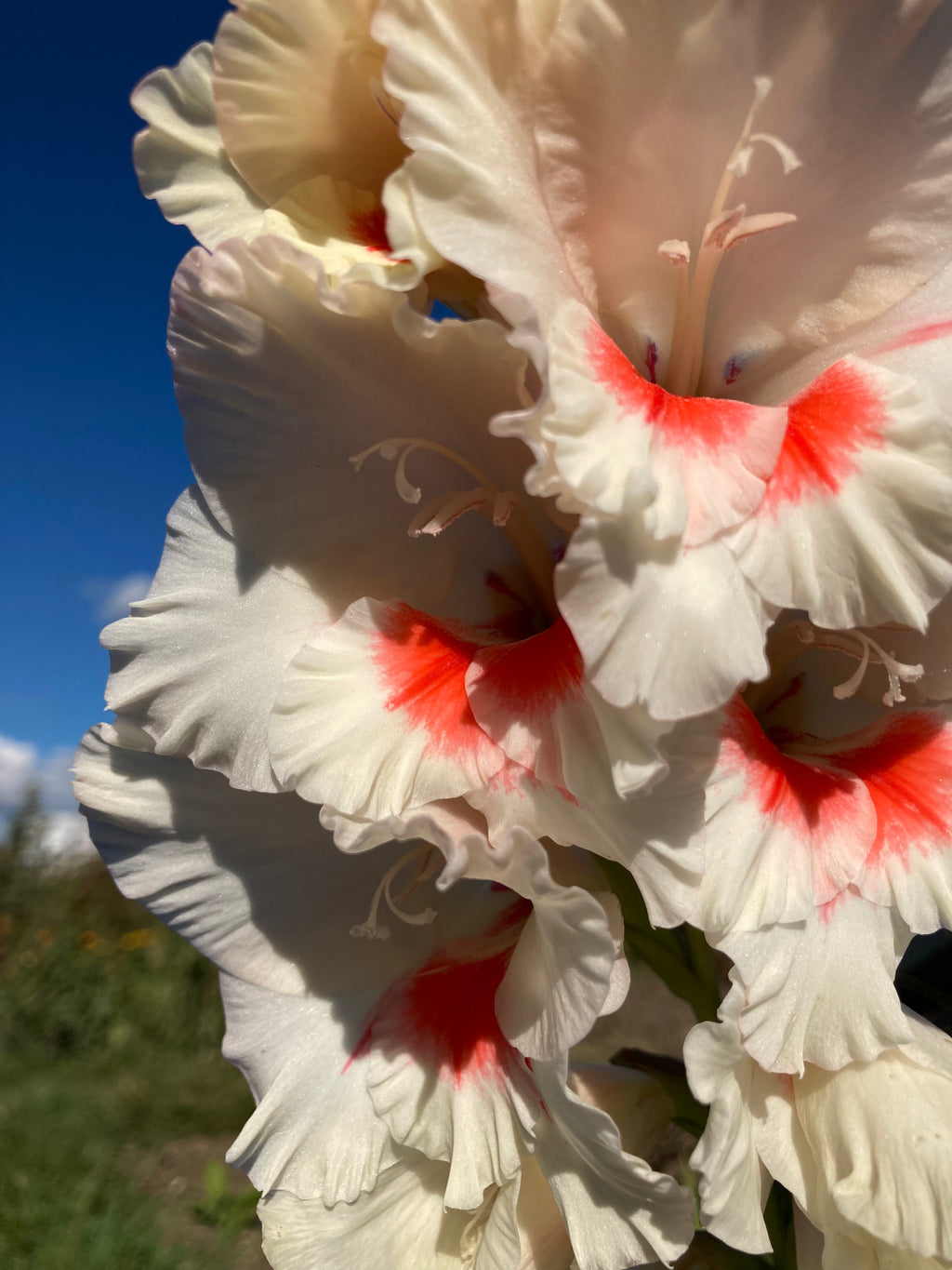 Mixed Gladiolus nanus (Corms) To Grow Yourself (Free UK Postage)