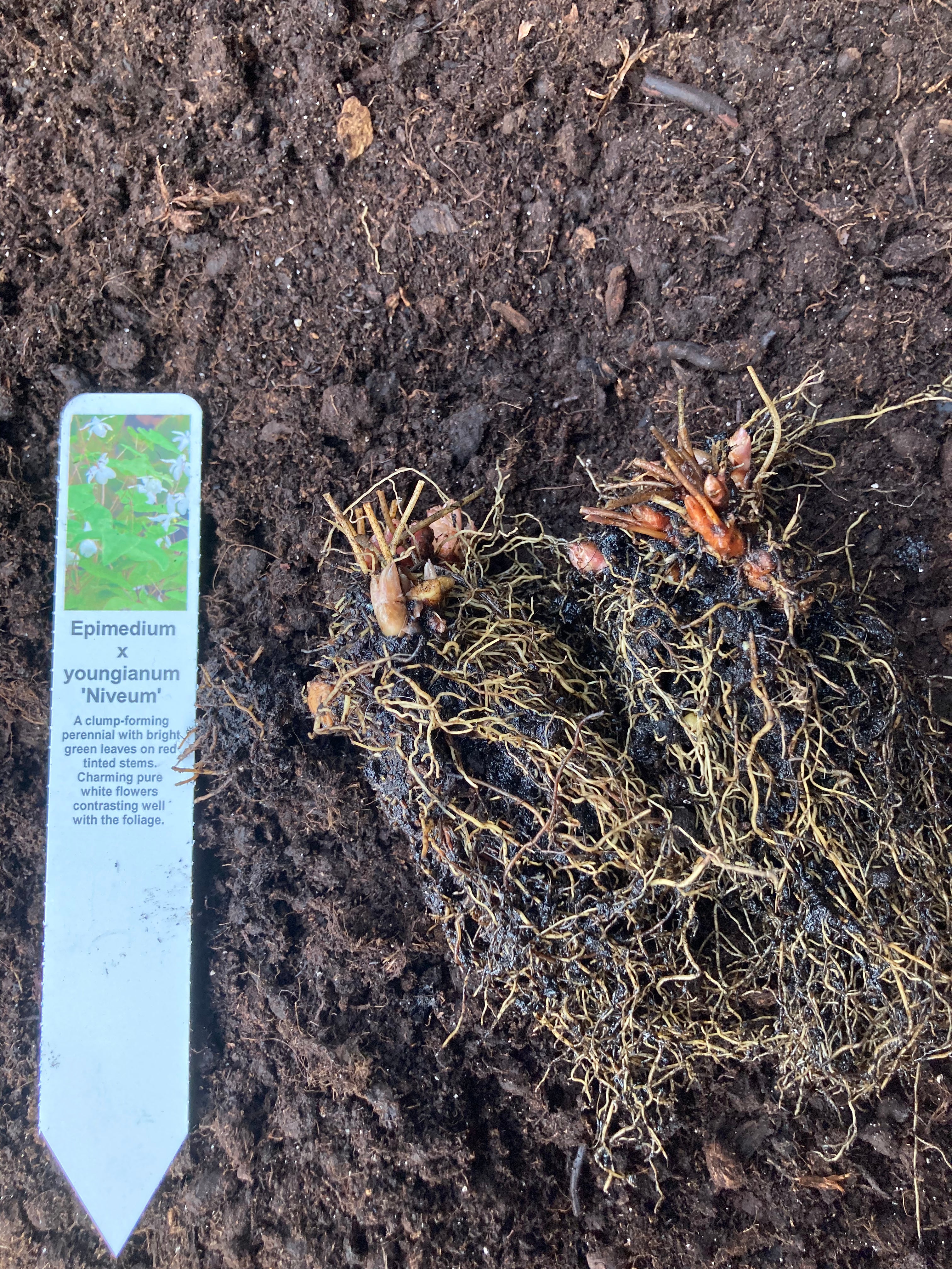 Epimedium x youngianum 'Niveum' (White) or Barrenwort (Section of Bare Root) Free UK