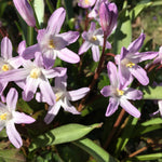Five Chionodoxa Forbesii (Pink Giant Forbesii) Bulbs ( Free UK Postage)