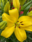 Asiatic Lilies 'Nove Cento' (Bulbs) Free UK Postage