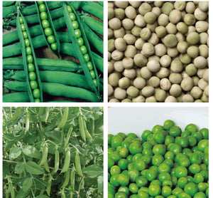 Pea Seeds To Plant And Grow Your Own (Free UK Postage)